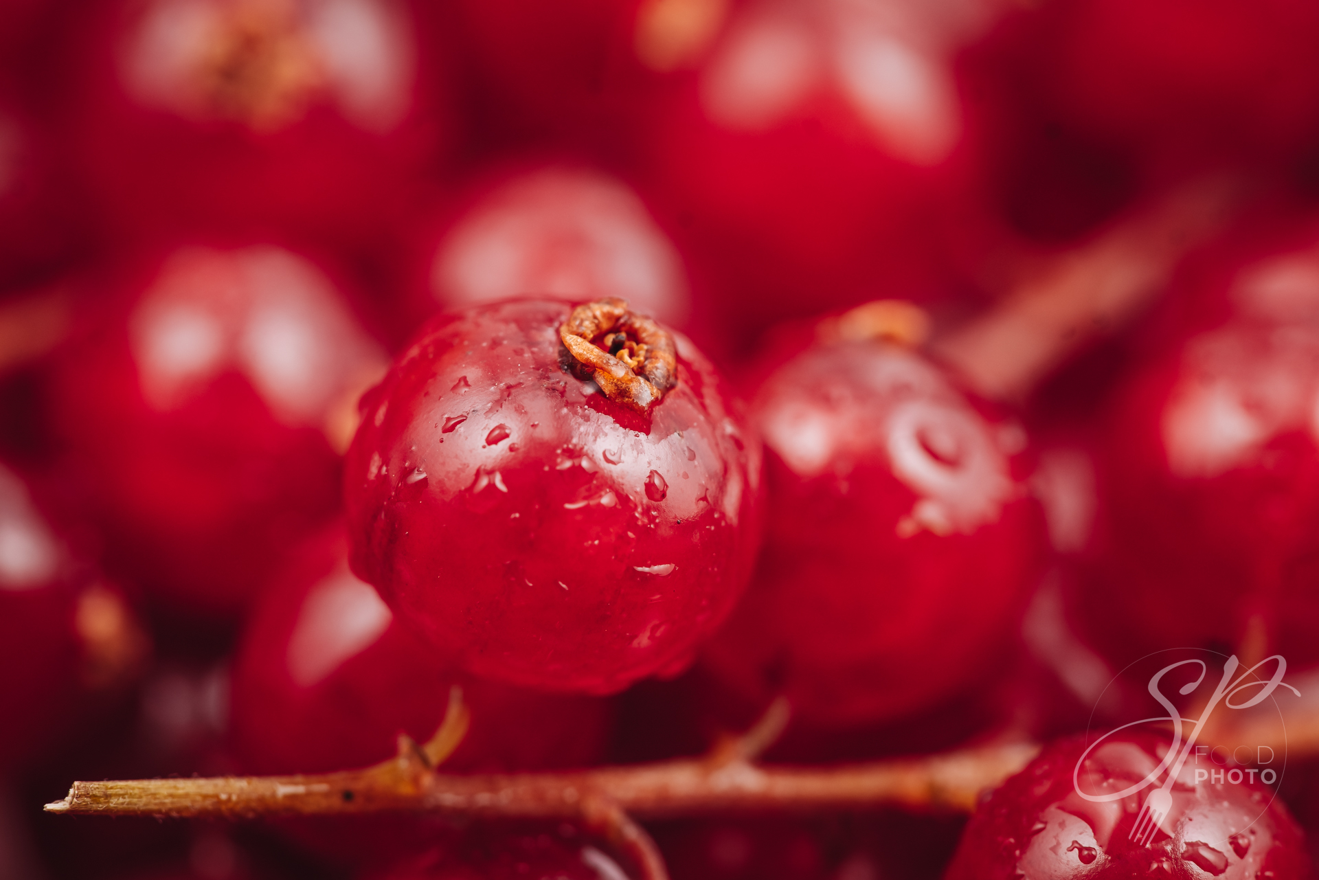 Beautiful macro of a fresh redcurrant berries