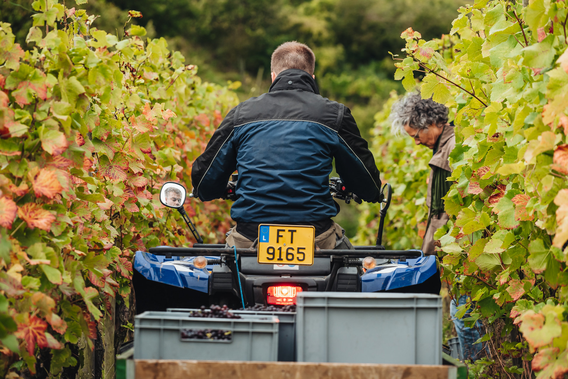 REMICH, LUXEMBOURG-OCTOBER 2021: Reportage at the seasonal Pinot